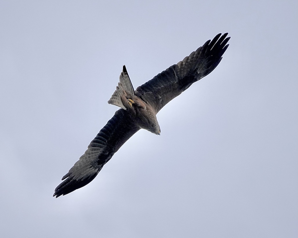 black kite